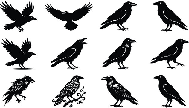 Set of black raven bird silhouettes in various poses perfect for spooky halloween graphic design projects