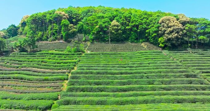 Terraced green tea plantation carved into a rolling hill under bright sunlight, bordered by a dense forest on the upper slope with clear blue sky above.