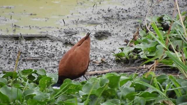 African jacana in wetland marsh showing long toes chestnut wings and pale blue gray bill. Wild wader bird with yellowish breast walks across swamp vegetation in African habitat.