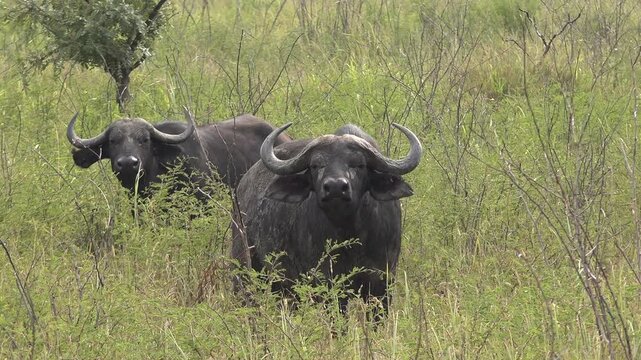 African buffalo herd grazes across savanna grassland beside bushes in warm open habitat. Syncerus caffer moves through sunlit plains, forming powerful bovine wildlife grouping.
