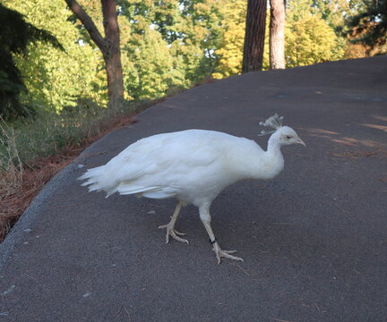 Pavona bianca al parco Bucci a Faenza, femmina di pavone bianco Pavo cristatus che gira in piena liberta al parco