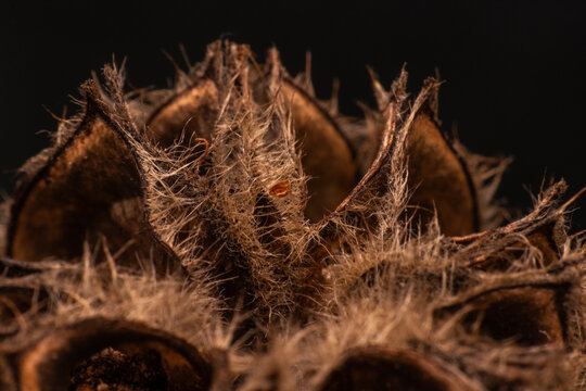 Detailed macro shot focusing on the intricate, cylindrical fruiting bodies of a chocolate tube slime mold. Concept of mycology, microbiology, forest decomposition, natural abstract textures, and hidde