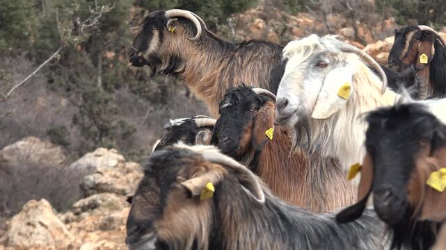 Close up view of black and white goats forming livestock herd on rocky rural terrain. Pastoral animals gather across rough ground, traditional countryside life, hardy breed.