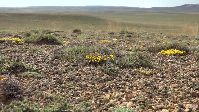 North American desert vegetation with yellow flowering plants across arid barren landscapes. Sparse flora brightens terrain, cholla shrubs, dry habitat, ecology visual appeal, clean composition.