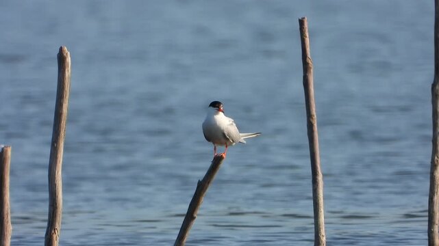 Common tern perches on wooden stake with coastal bird detail, alert posture open sky. Sterna hirundo rests on narrow post above water, seabird portrait scene natural avian habitat.