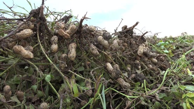 Raw peanut roots freshly harvested from field showing unprocessed crops embedded in soil. Lifted groundnut plants show covered farm harvest, agricultural production visual appeal.