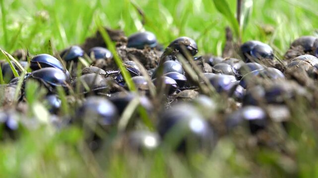 Crowded dung beetles feeding on fresh manure across grassy meadow in natural habitat. Arthropods gather around activity, pasture entomology scene visual appeal.