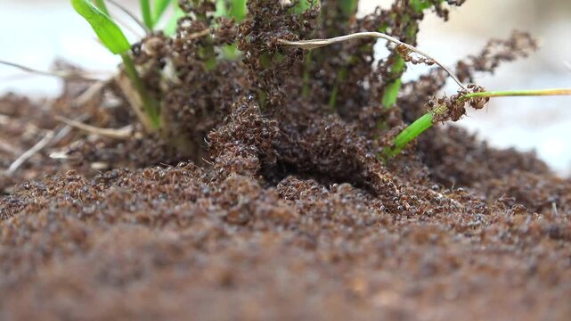 Dense ant colony covers entire ground surface creating intense natural insect activity scene. Countless workers blanket soil texture, collective movement, social behavior, entomology close view.