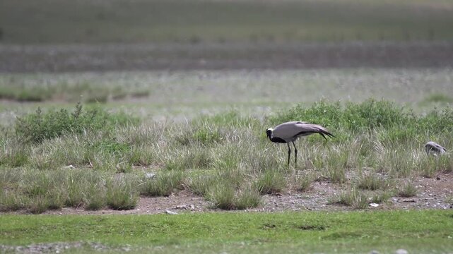 Grey cranes forage on open grassland plain showing distant feeding behavior in natural habitat. Long legged birds search meadow ground, avian broad pasture, wildlife visual appeal.