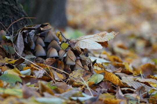 A cluster of small wild mushrooms growing among colorful fallen leaves at the base of a tree in autumn.