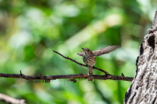 Spotted flycatcher (Muscicapa striata) taking off from branch with wings spread