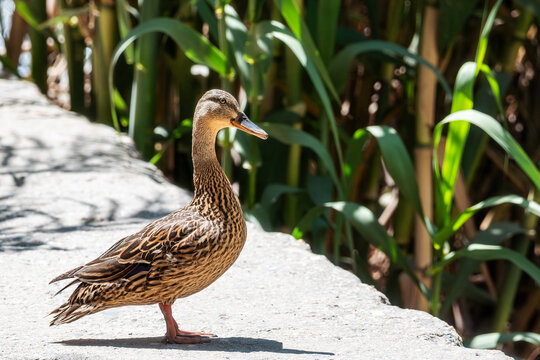 Female mallard (Anas platyrhynchos) standing sideways in riverbank bushes