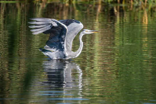 Grey heron (Ardea cinerea) preparing to take flight from the water