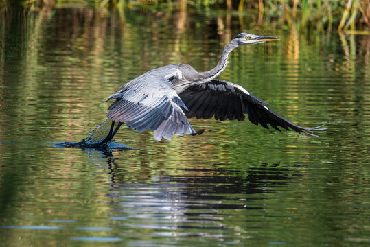 Grey heron (Ardea cinerea) taking flight from wetland water with wings extended
