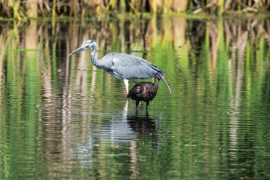 Grey heron (Ardea cinerea) and glossy ibis (Plegadis falcinellus) foraging in a wetland