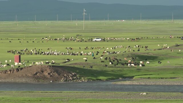 Wide Mongolian steppe shows grazing animals with a river flowing in the foreground plain. Water source crosses open pasture, pastoral fauna central asian wilderness, broad expanse.