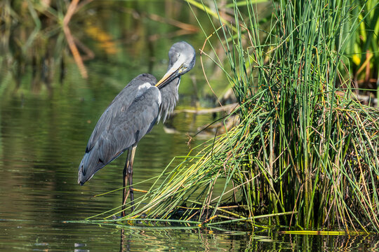 Grey heron (Ardea cinerea) preening its feathers with head turned back