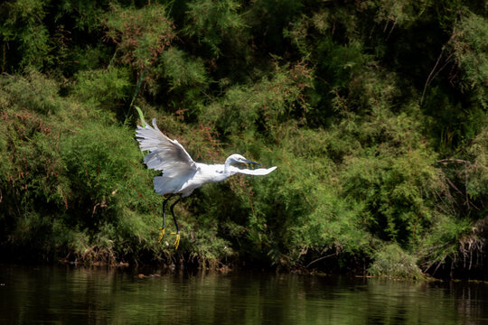 Little egret (Egretta garzetta) with wings extended before landing on wetland water