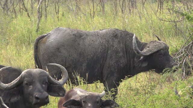 African buffalo herd standing in natural savanna habitat inside Akagera National Park Rwanda. Cape bovines gather across grassland, conservation safari mammals, protected ecosystem.