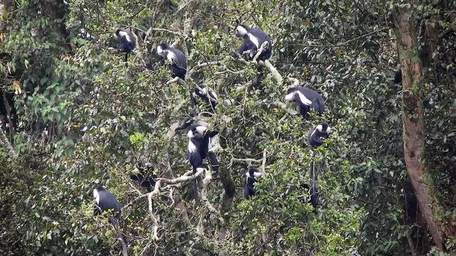 Crowded colobus monkeys resting together on tree branches inside dense forest canopy. Arboreal primates perch quietly among leafy boughs, social grouping, tropical wilderness mood.