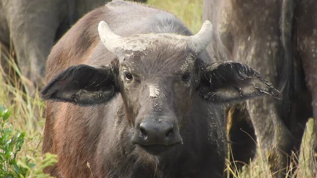 Young African buffalo calf portrait shows curious juvenile in natural savanna habitat. Bovine features highlight expression, gentle character, mammal detail visual appeal.