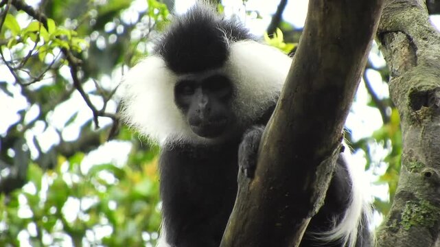 Black and white colobus monkeys resting on tree branches in Rwanda rainforest habitat. Arboreal primates perch quietly among leafy boughs, social grouping, tropical wilderness mood.