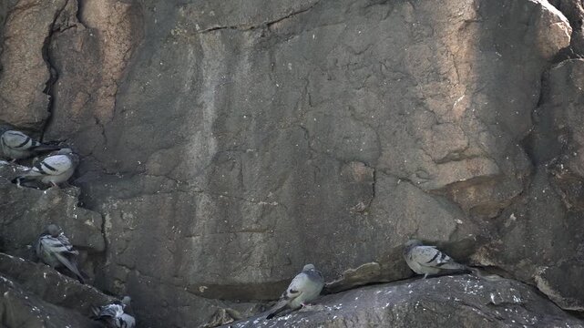 Wild rock pigeons perched on steep cliff face showing natural roosting behavior in rocky habitat. Feral doves resting together stone ledges create a calm avian colony scene outdoors.