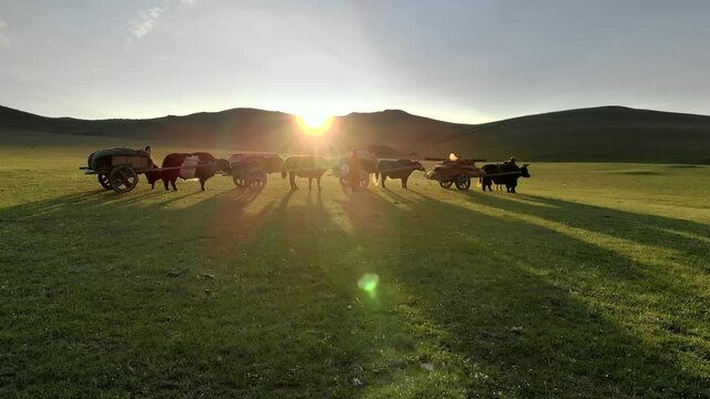 Cinematic aerial view shows Mongolian nomad migration with yaks plus wooden carts at sunset. Traditional pastoral journey crosses treeless steppe amid herders wagons, glowing dusk.