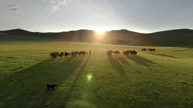 Cinematic aerial view shows Mongolian nomad migration with yaks plus wooden carts at sunset. Traditional pastoral journey crosses treeless steppe amid herders wagons, glowing dusk.
