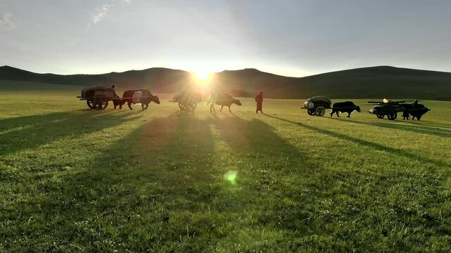 Cinematic aerial view shows Mongolian nomad migration with yaks plus wooden carts at sunset. Traditional pastoral journey crosses treeless steppe amid herders wagons, glowing dusk.