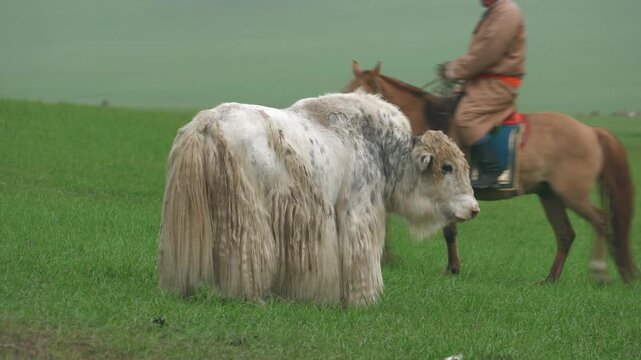 Central Asian white hornless yak bull stands on treeless meadow grassland with long hair. Cream bovine animal occupies open pasture habitat across rural steppe and calm field.