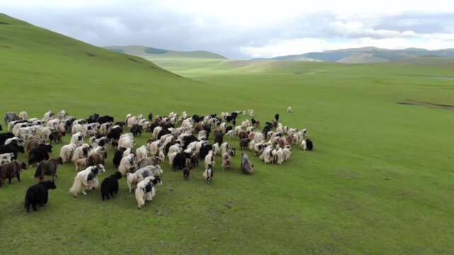 Aerial drone view shows yak herd moving across treeless Mongolian steppe plains. Overhead livestock roams through open grassland terrain with empty pasture and nomad scale.