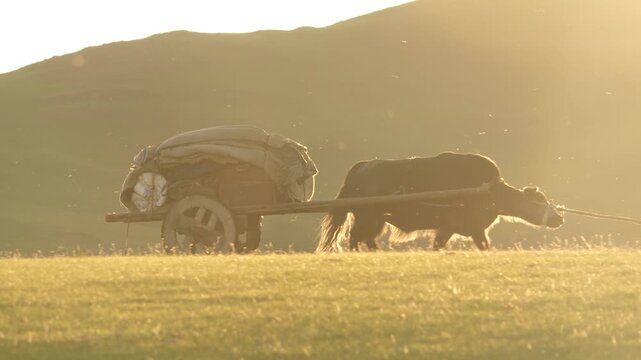 Yak pulls wooden ox cart during Mongolian migration at sunrise across open steppe. Draft bovine silhouettes rural transport by dawn with golden pasture, nomad travel.