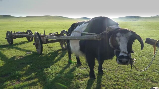 Yak pulls traditional wooden ox cart across treeless Mongolian steppe in daylight. Draft bovine hauls rustic wagon through open pasture with nomad transport heritage.