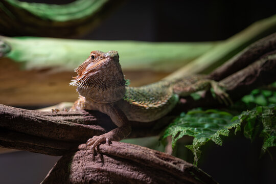 Close-up of the head of a bearded dragon lizard.