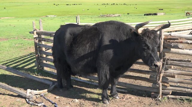 Black horned yak stands beside wooden fence on treeless pasture in rugged rural grassland. Dark bovine waits near corral boundary with shaggy coat and calm livestock presence.