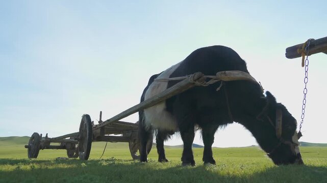 Yak pulls traditional wooden ox cart across treeless Mongolian steppe in daylight. Draft bovine hauls rustic wagon through open pasture with nomad transport heritage.