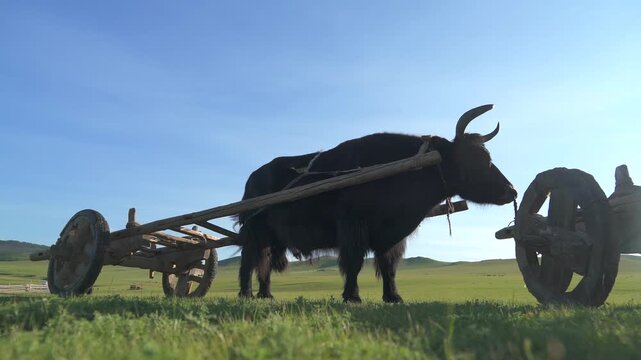 Yak pulls traditional wooden ox cart across treeless Mongolian steppe in daylight. Draft bovine hauls rustic wagon through open pasture with nomad transport heritage.