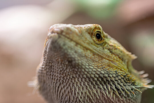 Close-up of the head of a bearded dragon lizard.