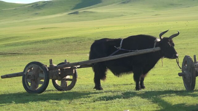 Yak pulls traditional wooden ox cart across treeless Mongolian steppe in daylight. Draft bovine hauls rustic wagon through open pasture with nomad transport heritage.