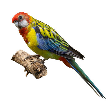 Colorful Rosella Parrot Perched on Branch on Transparent Background