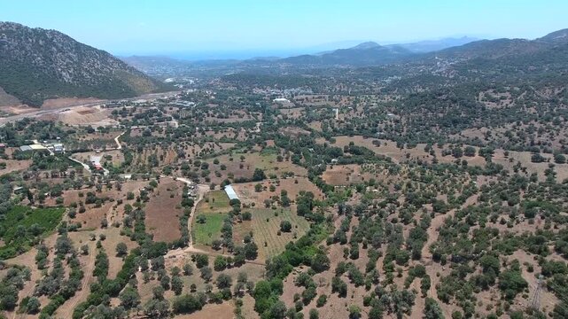 Aerial drone view shows Aegean landscape in Greece with olive groves and dry summer hills. Mediterranean terrain combines shrubs sparse forests warm climate valleys beneath bright weather.