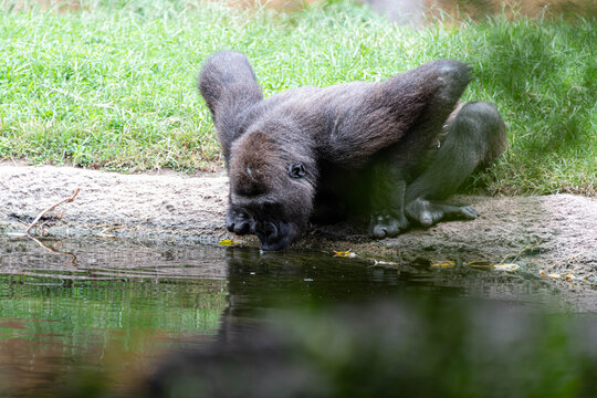 A gorilla crouching down drinking water from pond