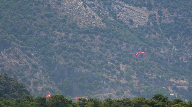 Red paragliders fly above forested mountain slopes, descending calmly toward valley in sunshine. Tandem jumpers glide through open air, tracing colorful adventure sport across alpine scenery.