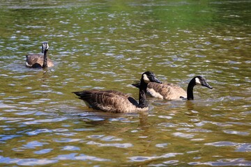 Canada geese swimming in a river with ripples on a sunny day © fluffypw88