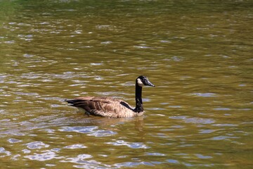Canada goose swimming in a river with ripples on a sunny day © fluffypw88