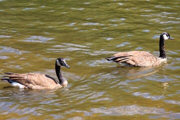 Two Canada geese swimming in a river with ripples on a sunny day © fluffypw88
