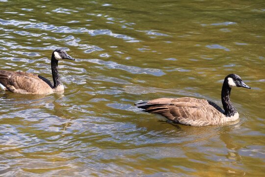 Two Canada geese swimming in a river with ripples on a sunny day
