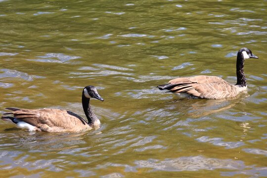 Two Canada geese swimming in a river with ripples on a sunny day