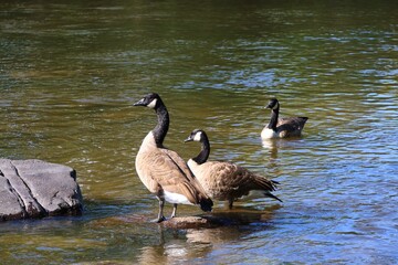 Two Canada geese resting on rocks in shallow river water © fluffypw88